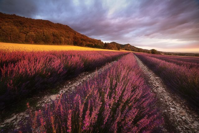 Lavandes en fleurs